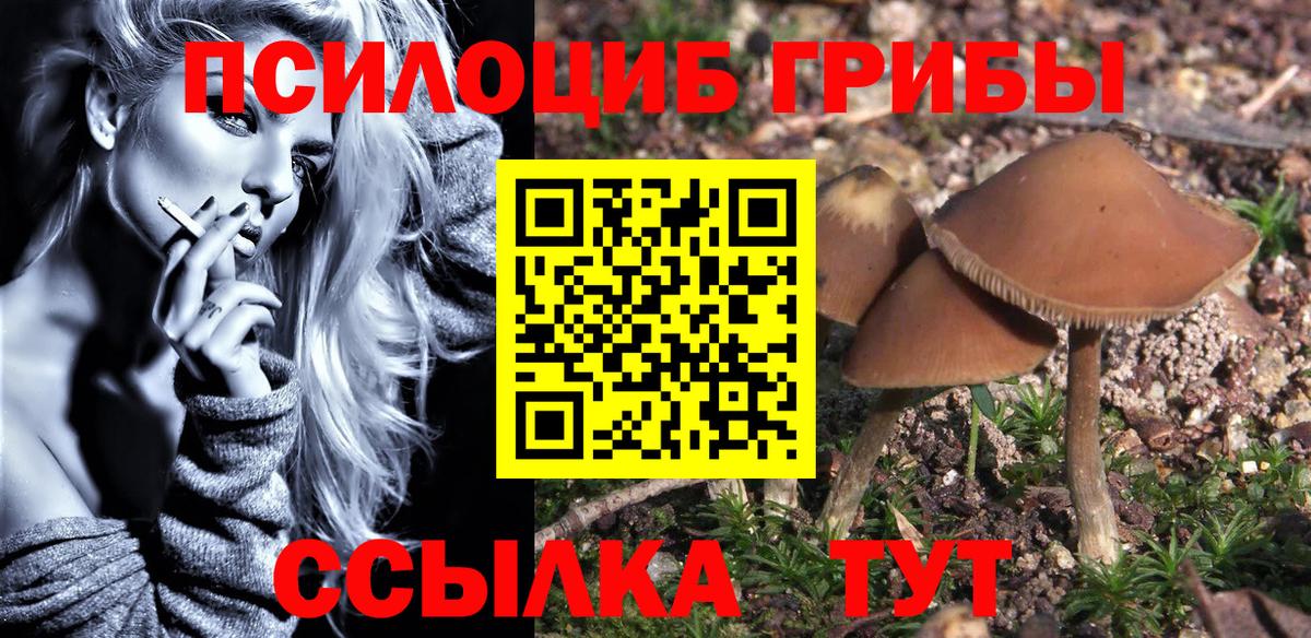 Галлюциногенные грибы Psilocybine cubensis Холмск